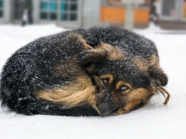 German shepherd